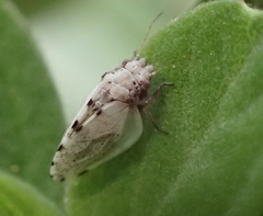 Euglyptoneura robusta