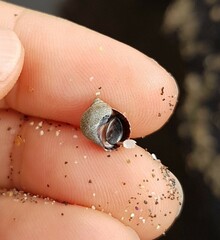 Tectarius striatus