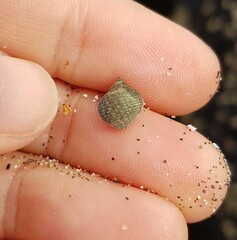 Tectarius striatus