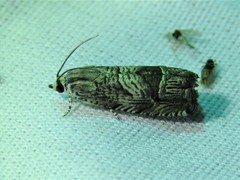 Ofatulena duodecemstriata