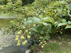 Cephalanthus tetrandra