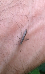 Micrelytra fossularum