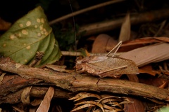 Tettigoniidae