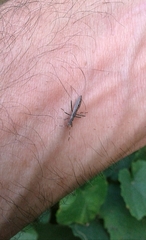 Micrelytra fossularum