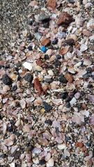 Ervilia castanea