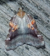 Clydonopteron sacculana