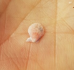 Talochlamys