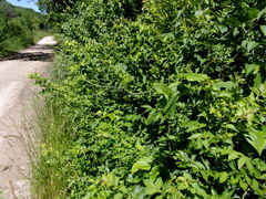 Neoprociphilus aceris