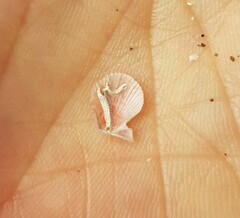 Talochlamys