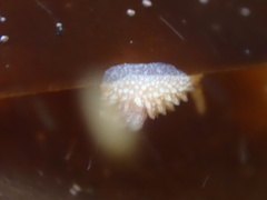 Acanthodoris