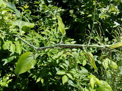 Neoprociphilus aceris