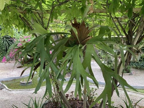 Another photo of Staghorn fern