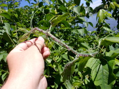 Neoprociphilus aceris