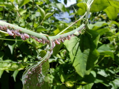 Neoprociphilus aceris