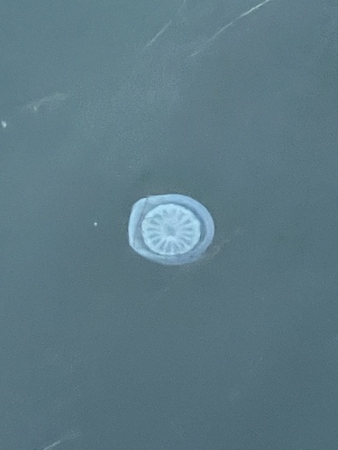Cannonball Jelly photographed in Texas