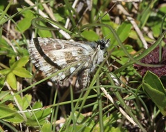 Pyrgus warrenensis