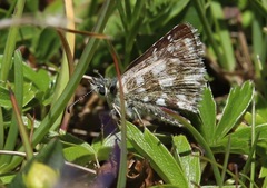 Pyrgus warrenensis