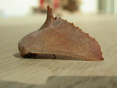 Monoctenia smerintharia