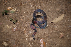 Atractus badius