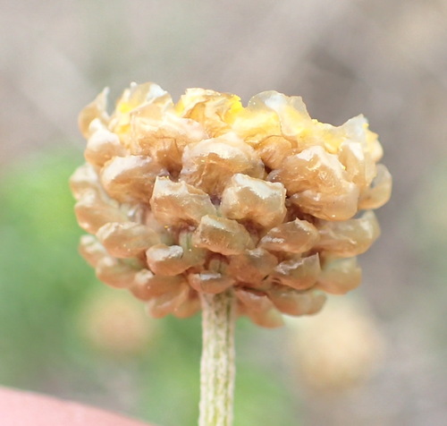 Image of Ursinia scariosa by (c) Nicola van Berkel, some rights reserved (CC BY-SA)