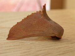 Monoctenia smerintharia