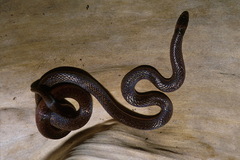 Atractus flammigerus