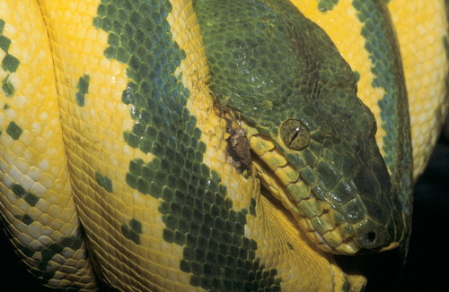 Emerald Tree Boa observed near Saül, Guyane française, (c) Roger Le Guen, some rights reserved (CC BY-NC)