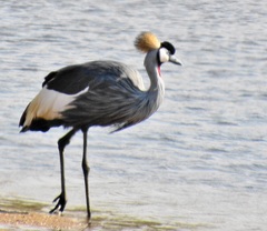 Balearica regulorum regulorum