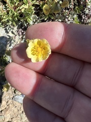 Drymocallis pseudorupestris