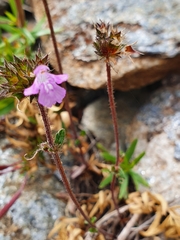Galeopsis angustifolia