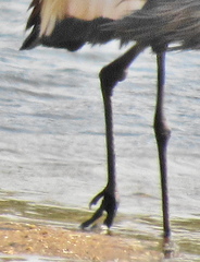 Balearica regulorum regulorum