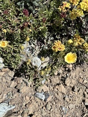 Drymocallis pseudorupestris