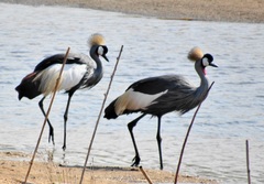 Balearica regulorum regulorum