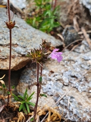 Galeopsis angustifolia