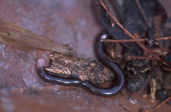 Typhlophis squamosus