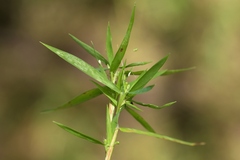 Dichanthelium boreale