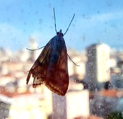 Loxostege sticticalis