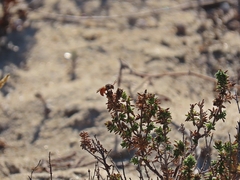 Icteranthidium ferrugineum