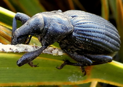 Lyperobius huttoni