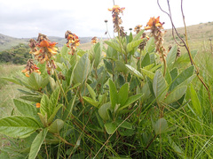 Eriosema umtamvunense