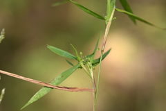 Dichanthelium boreale