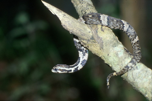 Amazon False Fer-de-lance, Xenodon severus