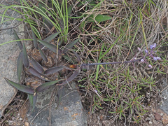 Merwilla plumbea