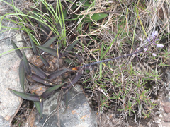 Merwilla plumbea