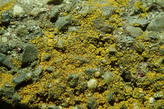 Flavoplaca flavocitrina