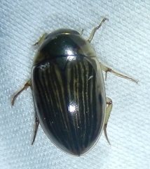 Tropisternus collaris