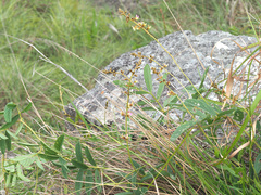 Ophrestia oblongifolia