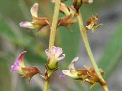 Ophrestia oblongifolia