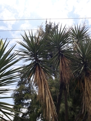 Yucca carnerosana