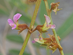 Ophrestia oblongifolia